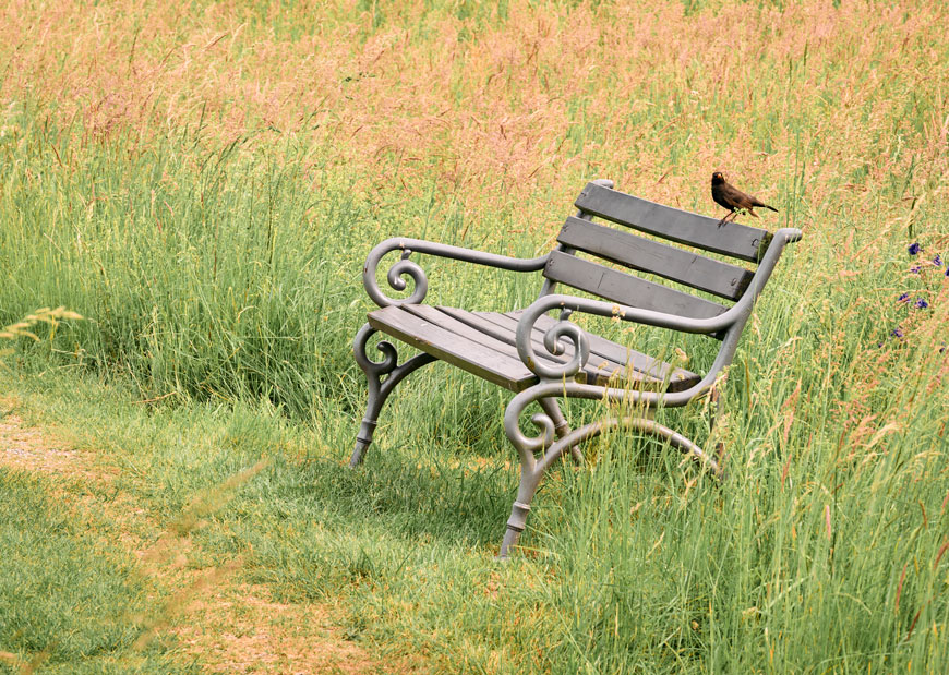 Auf einer Bank am Weg ruht sich ein kleiner Vogel aus.